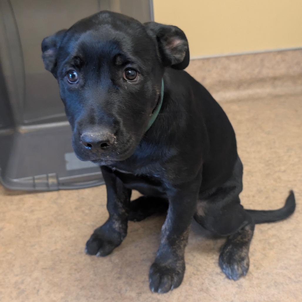 Dila, Adoptable, Puppy Female Cane Corso & Mixed Breed.