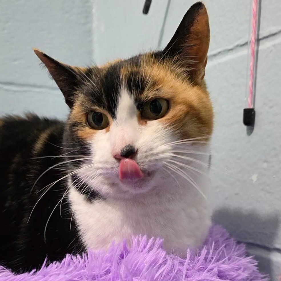 Enlarge Daphne, a ADOPTABLE mixed breed in Smithtown, NY image 2/2