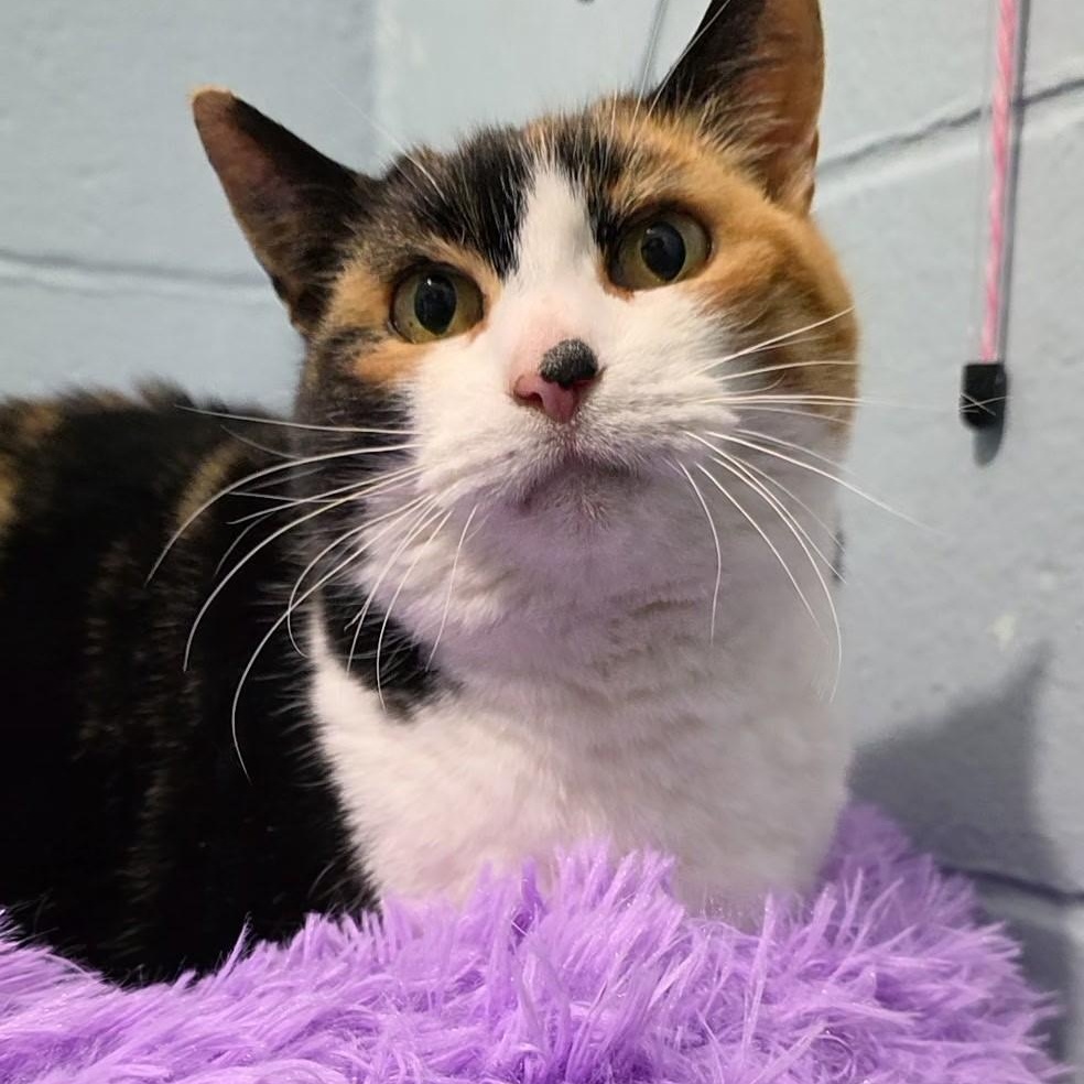 Enlarge Daphne, a ADOPTABLE mixed breed in Smithtown, NY image 1/2