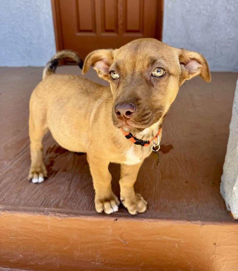 Enlarge Barley, a Adoptable mixed breed in Valley Village, CA image 1/4