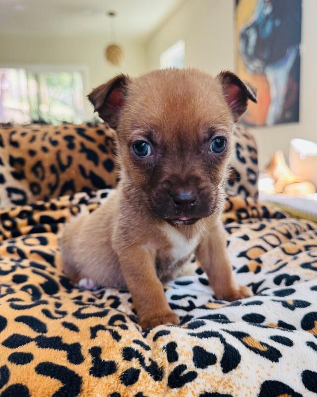 Barley, Adoptable, Young Male Chihuahua & Mixed Breed.