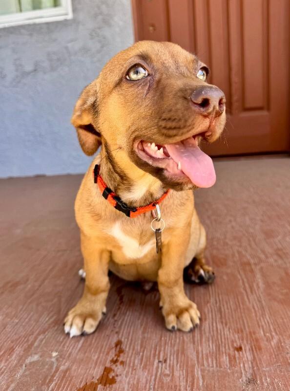 Enlarge Barley, a Adoptable mixed breed in Valley Village, CA image 2/4