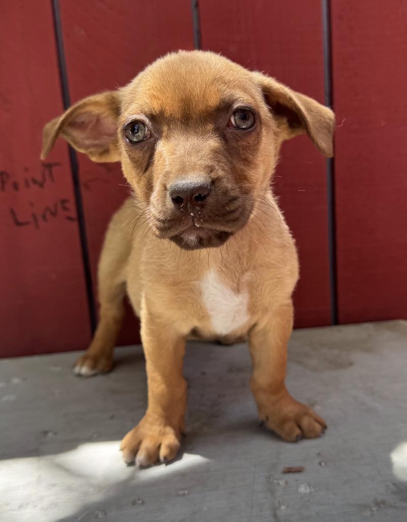 Enlarge Barley, a Adoptable mixed breed in Valley Village, CA image 1/3