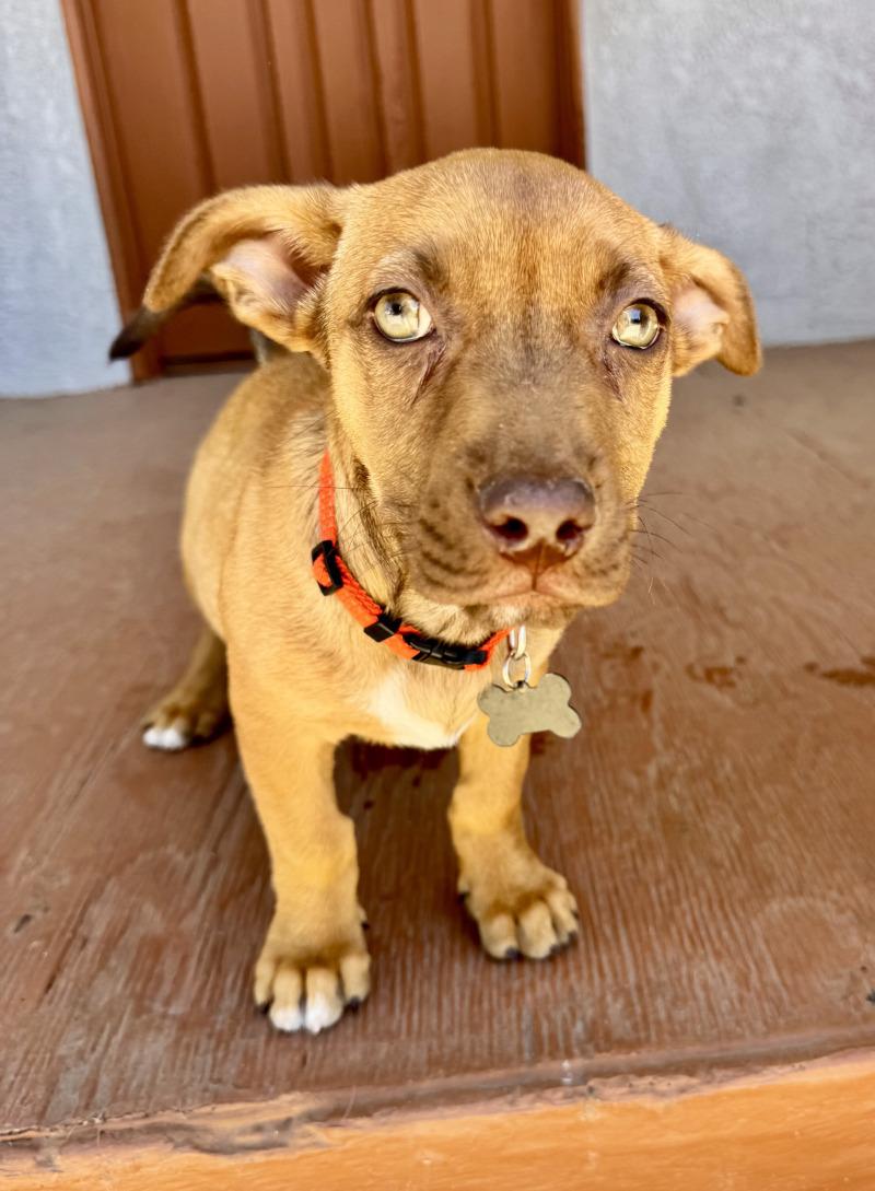 Enlarge Barley, a Adoptable mixed breed in Valley Village, CA image 3/4