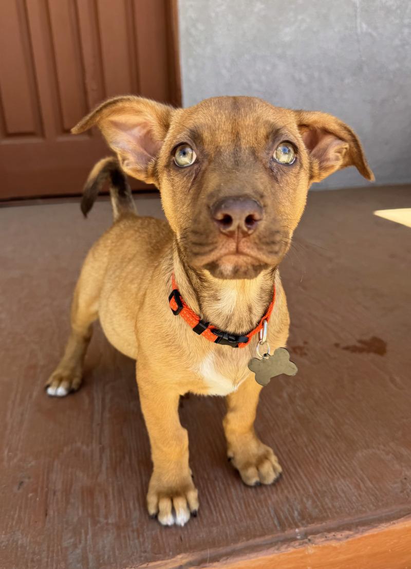 Enlarge Barley, a Adoptable mixed breed in Valley Village, CA image 4/4