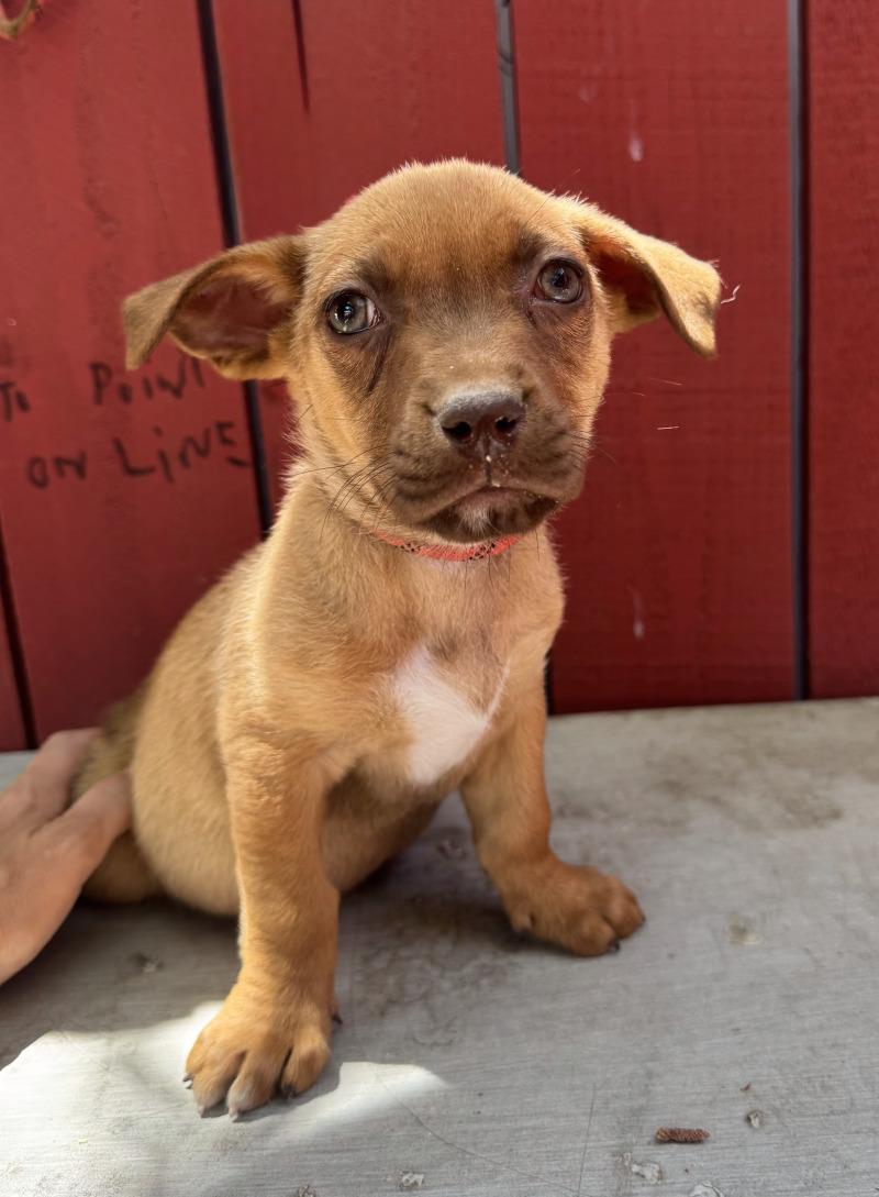 Enlarge Barley, a Adoptable mixed breed in Valley Village, CA image 2/3