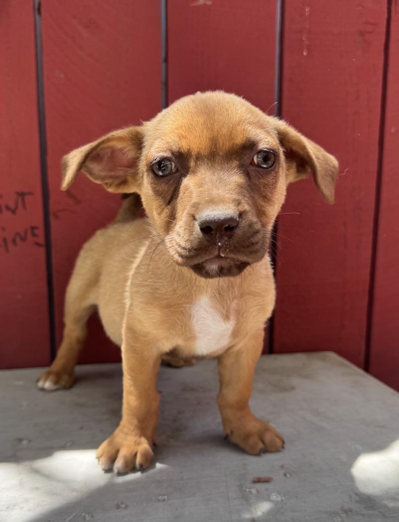 Enlarge Barley, a Adoptable mixed breed in Valley Village, CA image 3/3