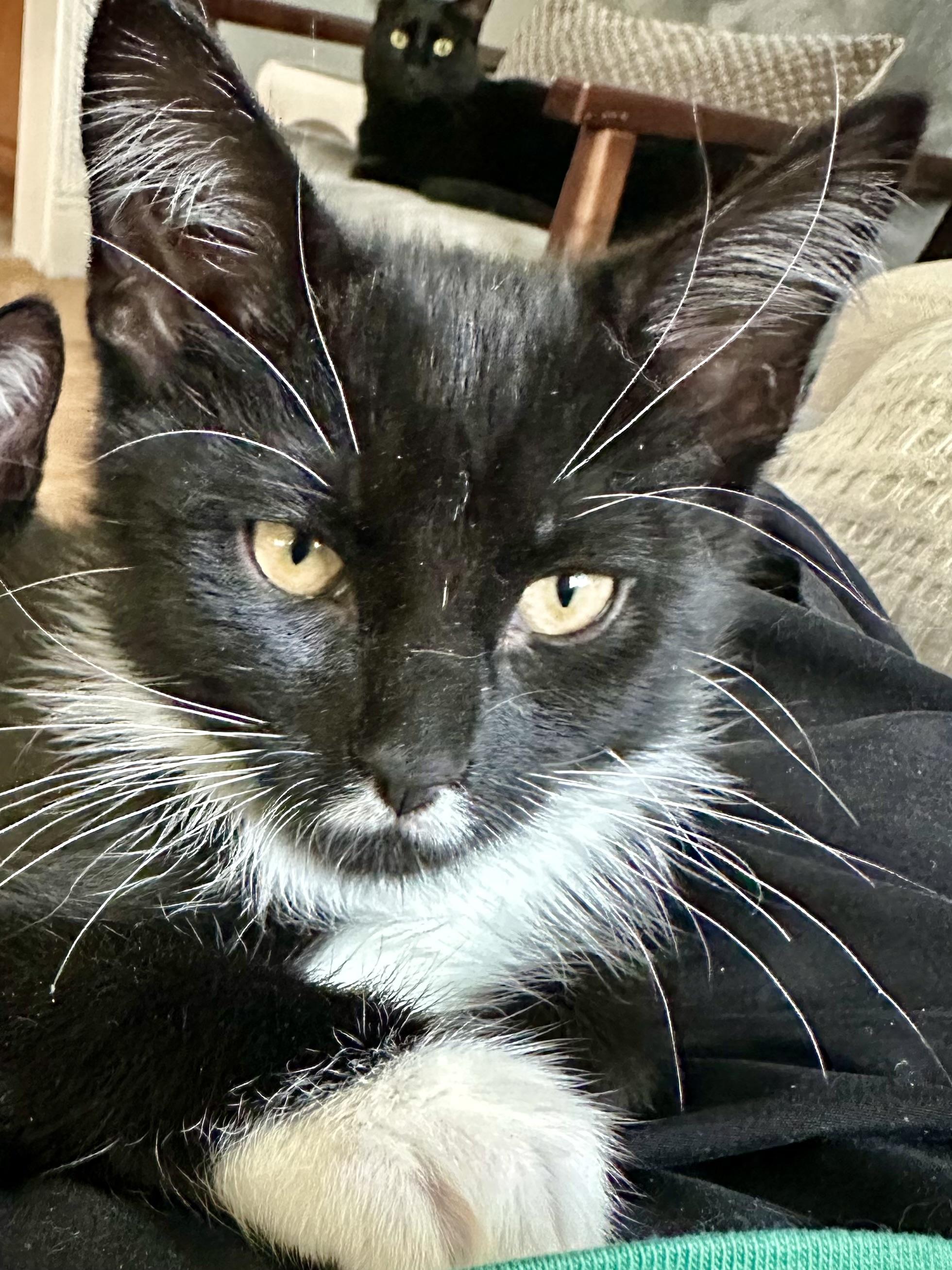 Enlarge Indus, a Adoptable Tuxedo in Wheeling, IL image 2/3