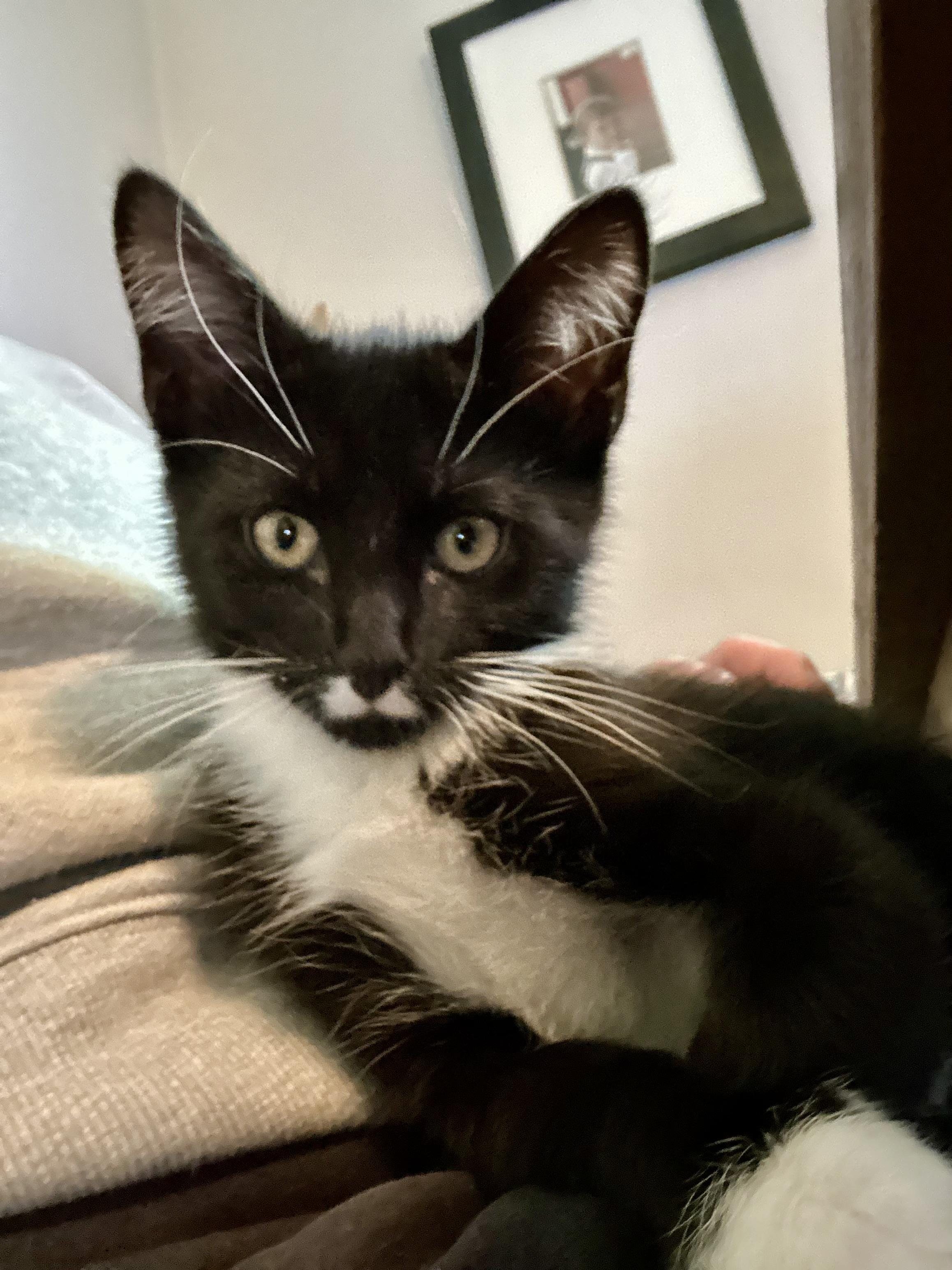 Enlarge Indus, a Adoptable Tuxedo in Wheeling, IL image 3/3