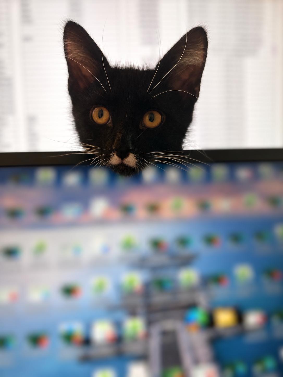 Indus, Adoptable, Young Male Tuxedo.
