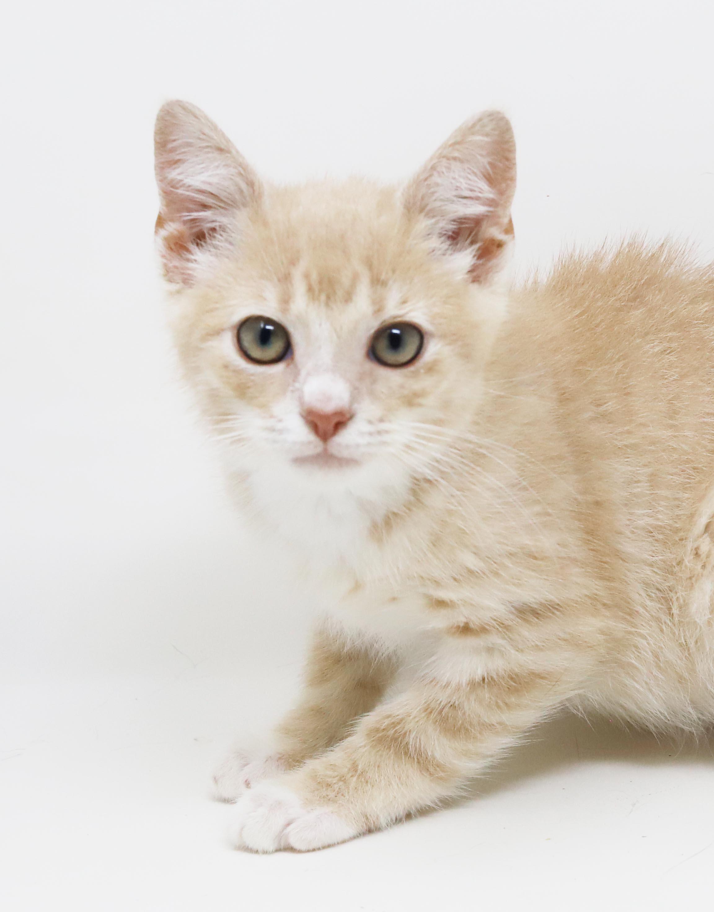 Biscuit will make biscuits all day long LOVER CUDDLER, adopted, Kitten Male Tabby & Maine Coon.