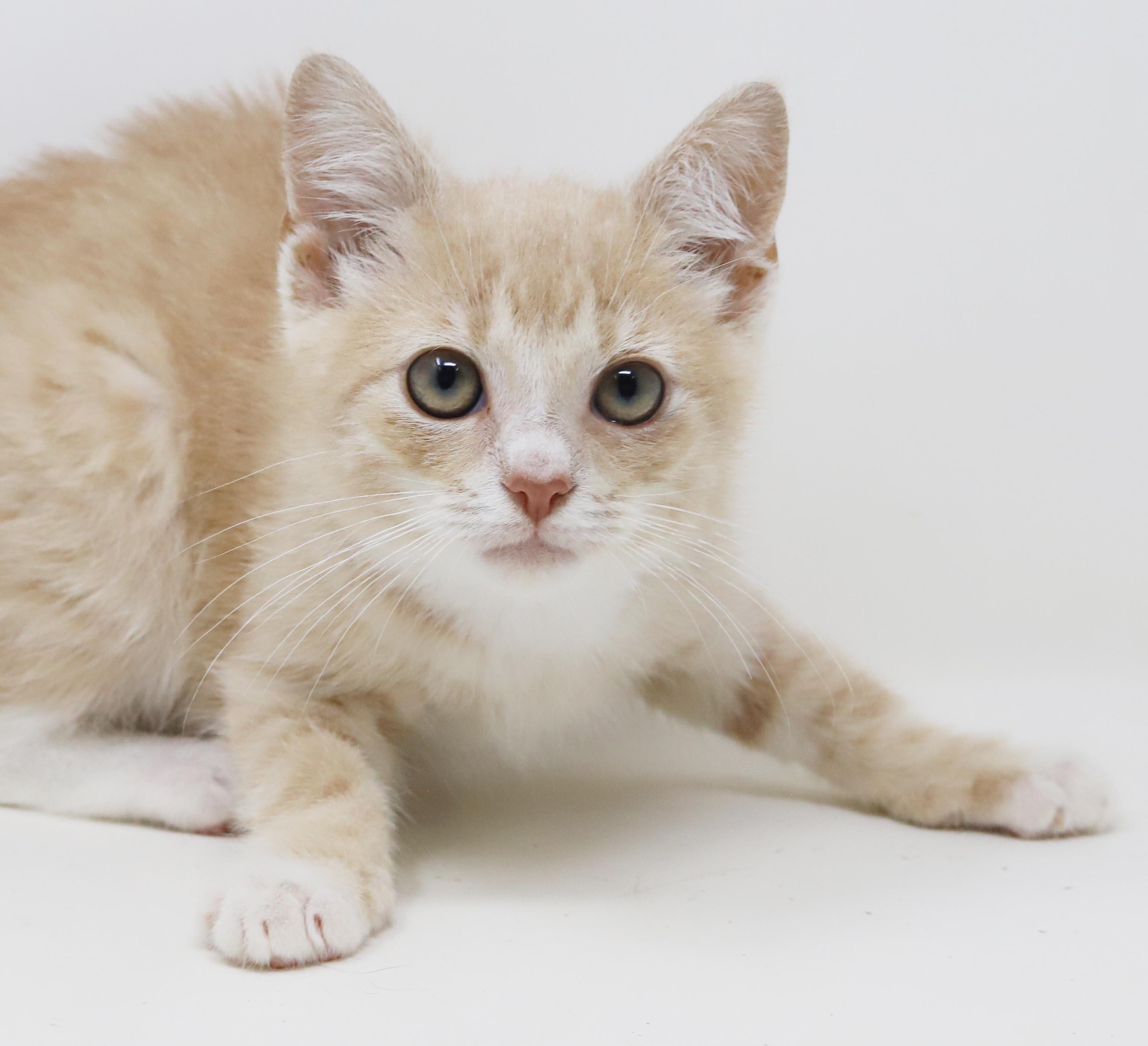 Enlarge Biscuit will make biscuits all day long LOVER CUDDLER, an adopted mixed breed in Bedford Hills, NY image 4/6