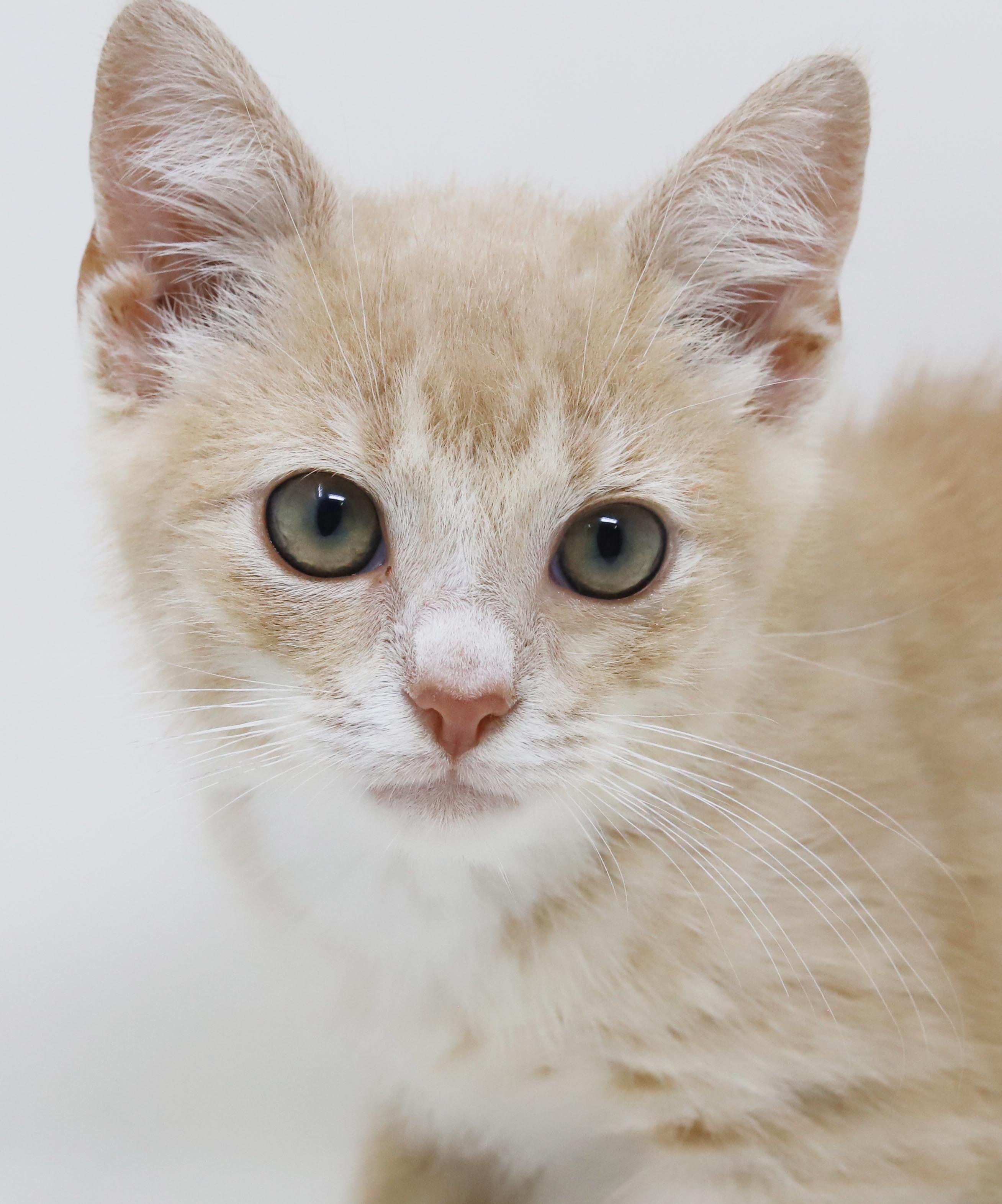 Enlarge Biscuit will make biscuits all day long LOVER CUDDLER, an adopted mixed breed in Bedford Hills, NY image 3/6