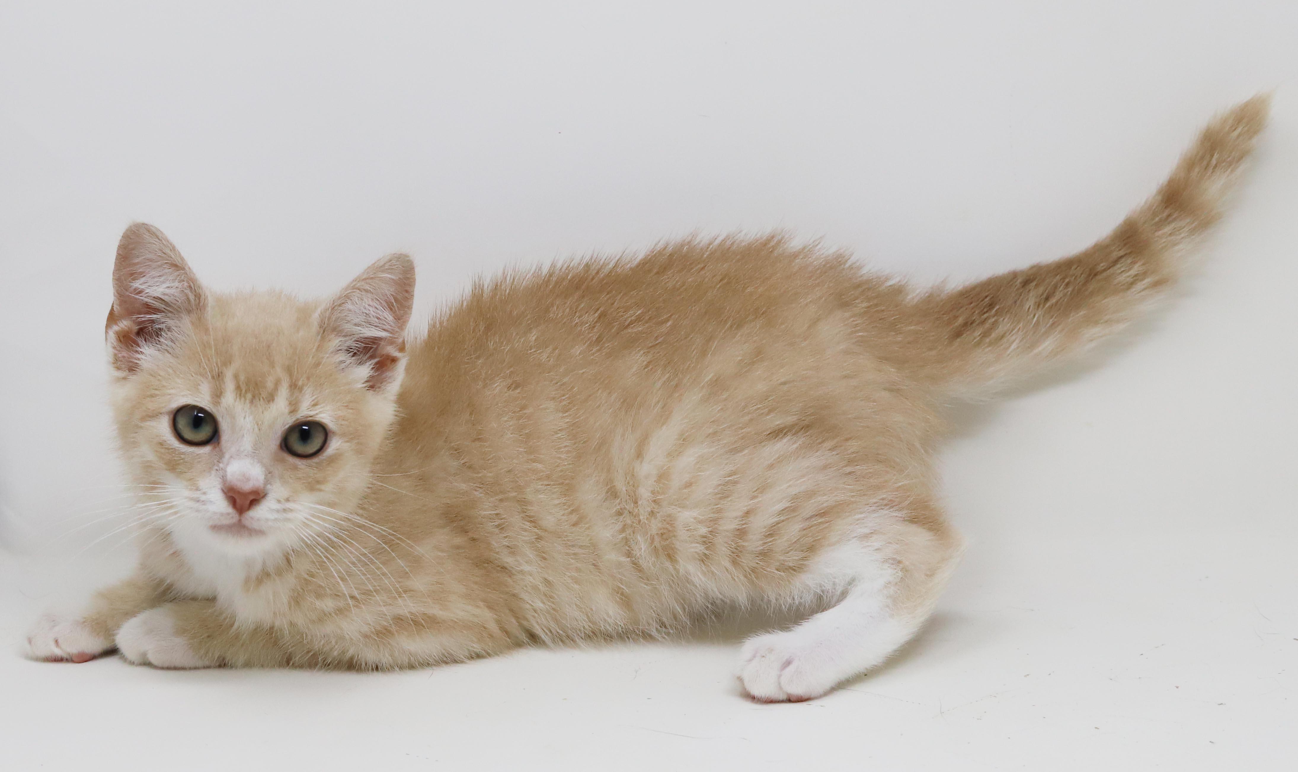 Enlarge Biscuit will make biscuits all day long LOVER CUDDLER, an adopted mixed breed in Bedford Hills, NY image 2/6
