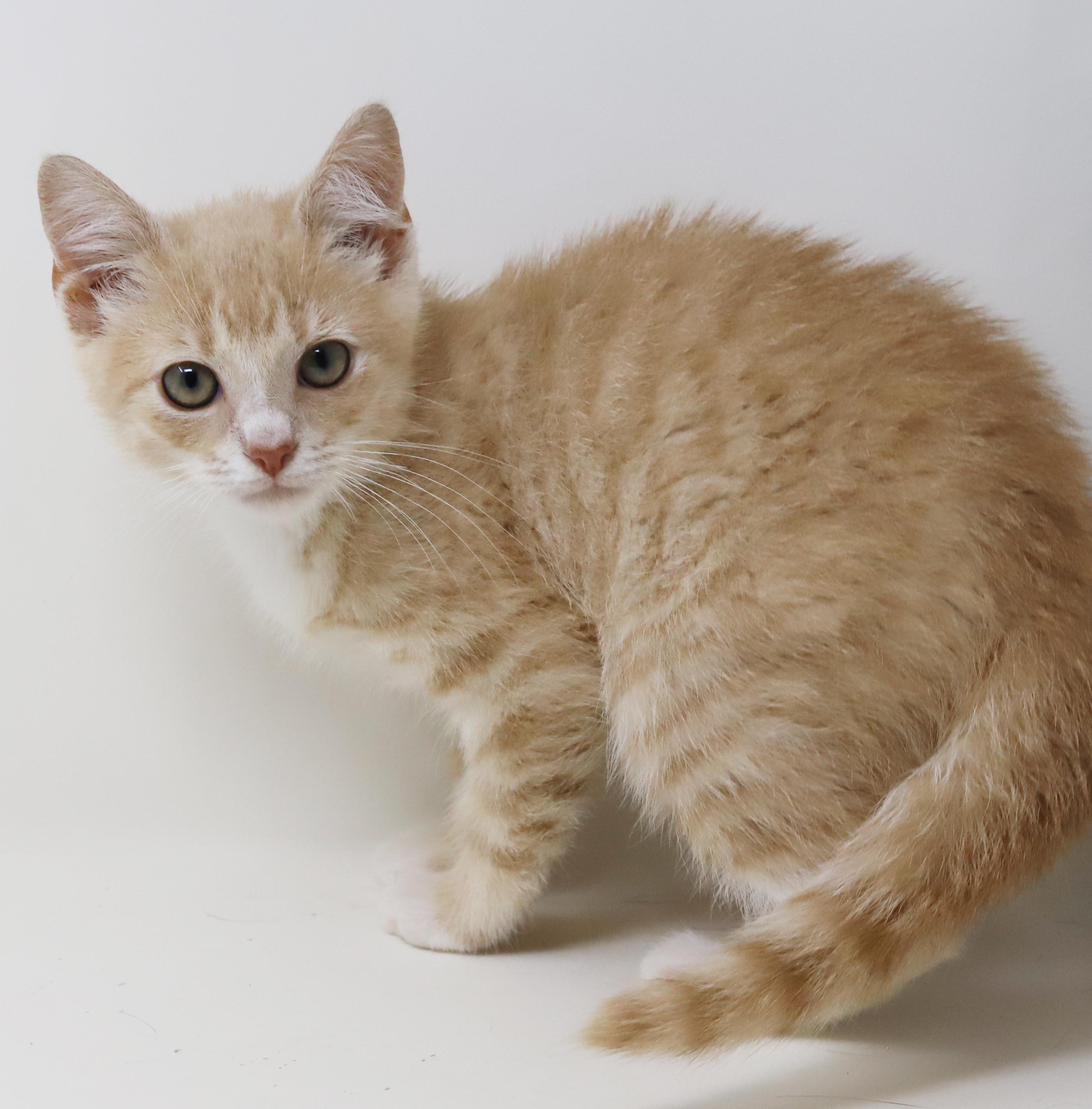 Enlarge Biscuit will make biscuits all day long LOVER CUDDLER, an adopted mixed breed in Bedford Hills, NY image 6/6