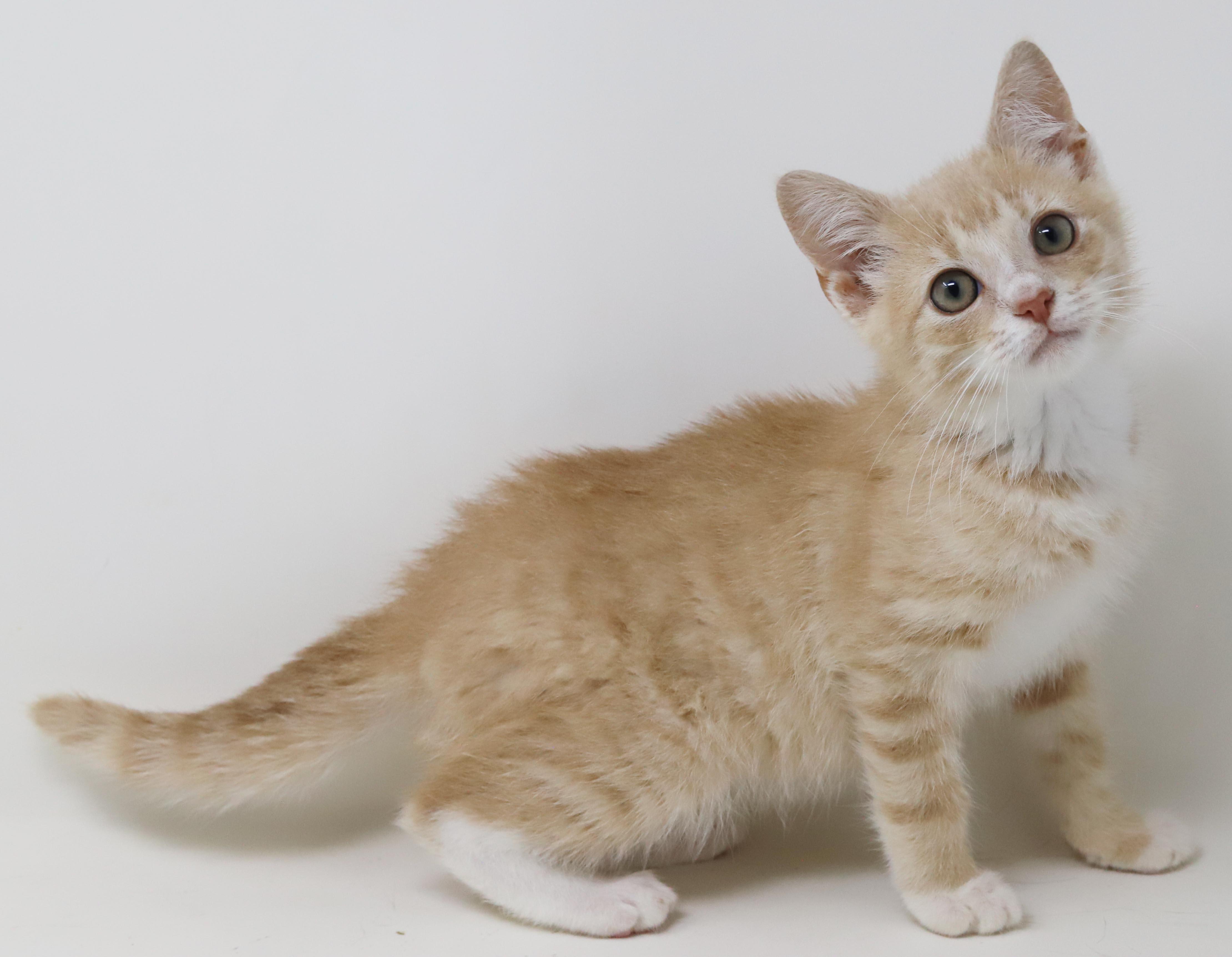 Enlarge Biscuit will make biscuits all day long LOVER CUDDLER, an adopted mixed breed in Bedford Hills, NY image 5/6