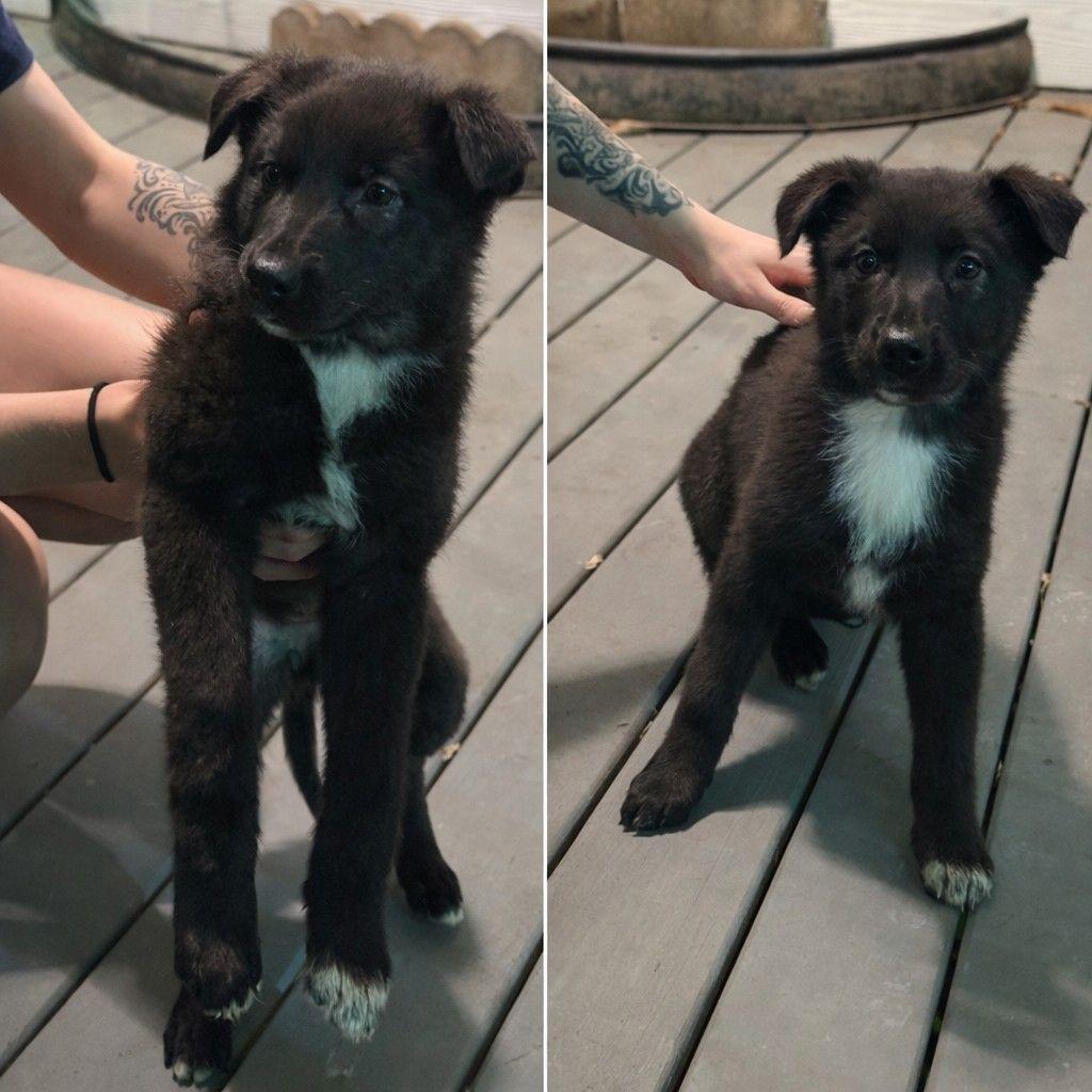 Enlarge Nibbles San Antonio , a Adoptable mixed breed in San Antonio , TX image 2/2