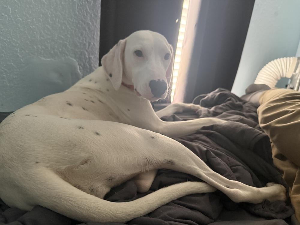 Enlarge Victoria, a Adoptable Dalmatian in St. Petersburg, FL image 2/6