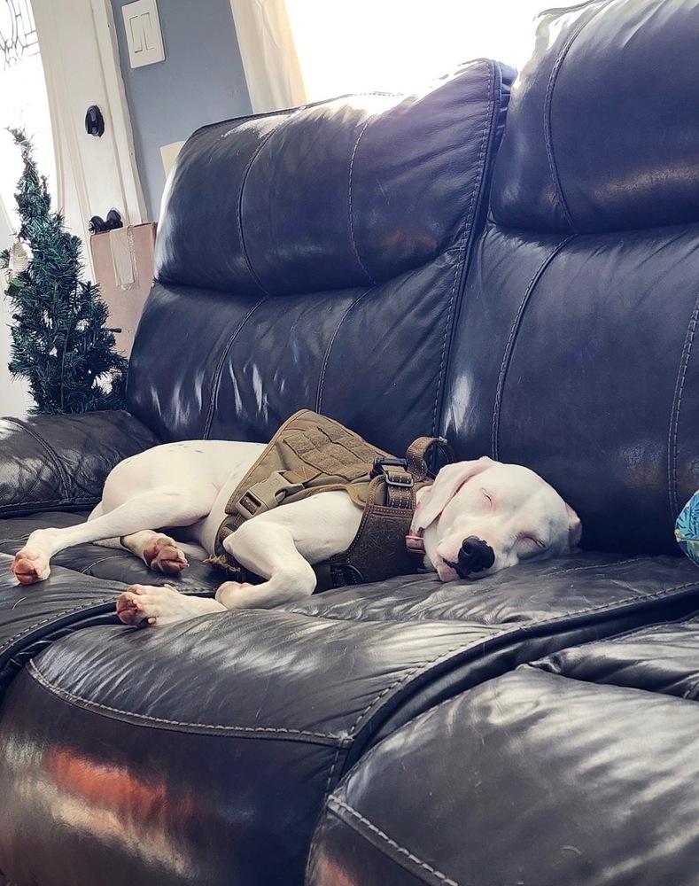 Enlarge Victoria, a Adoptable Dalmatian in St. Petersburg, FL image 3/6