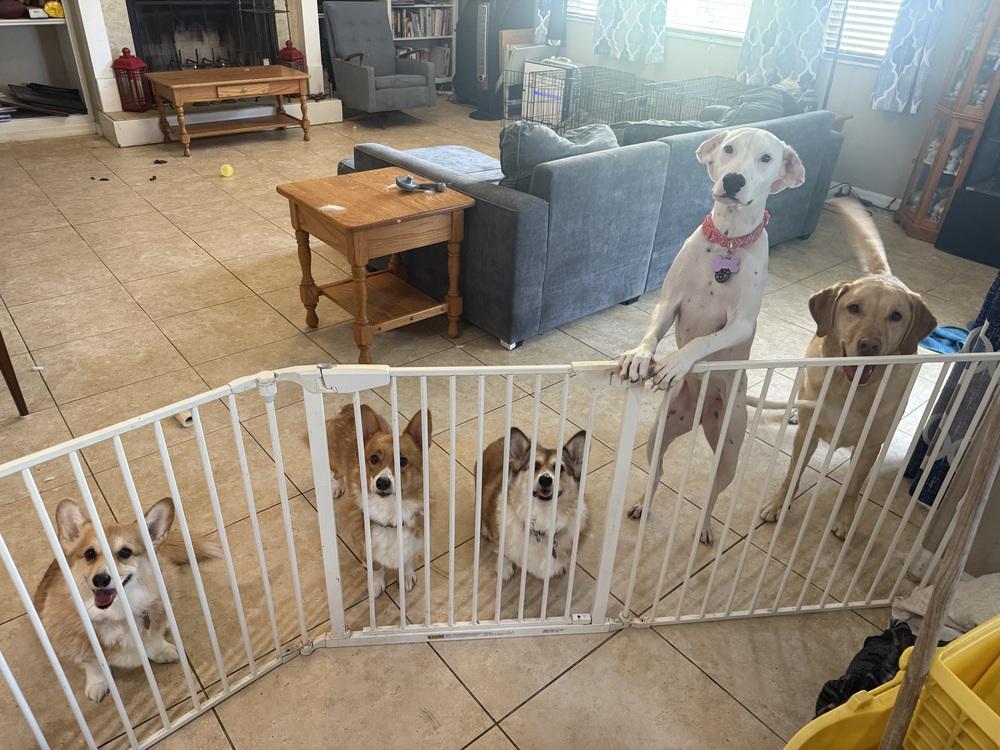 Enlarge Victoria, a Adoptable Dalmatian in St. Petersburg, FL image 3/6