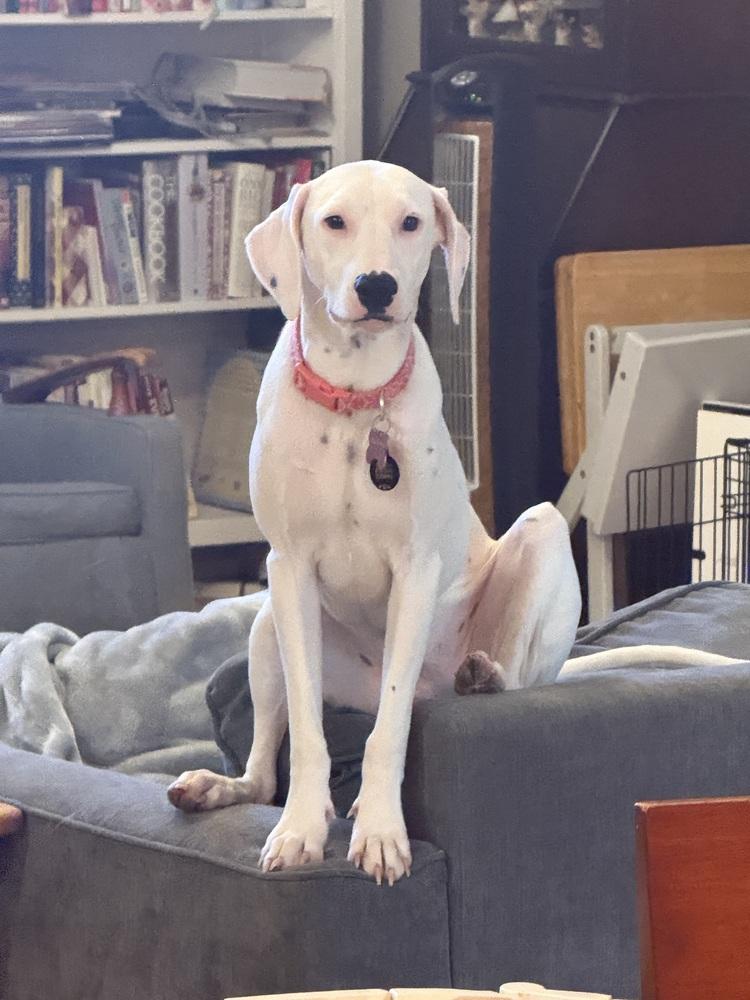 Enlarge Victoria, a Adoptable Dalmatian in St. Petersburg, FL image 6/6