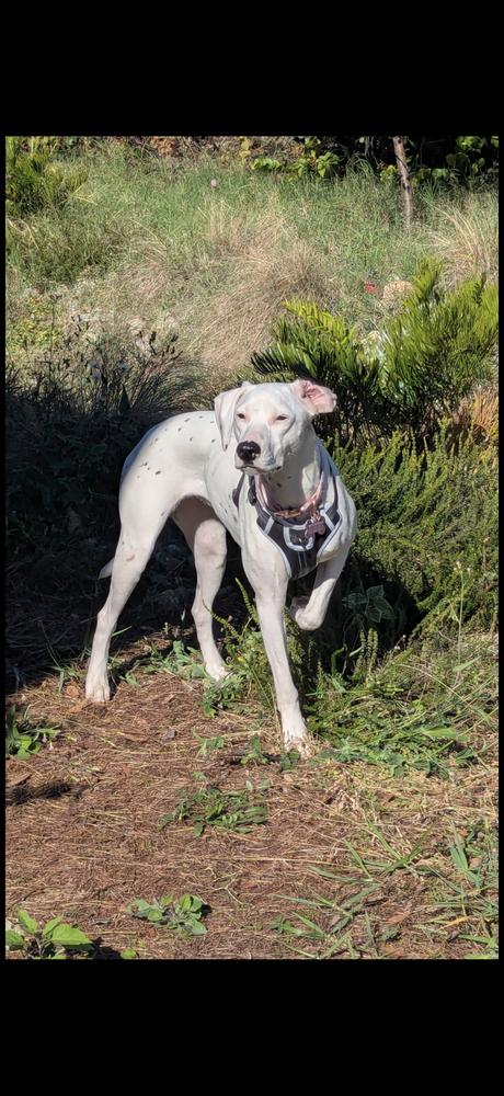 Victoria thumbnail 6