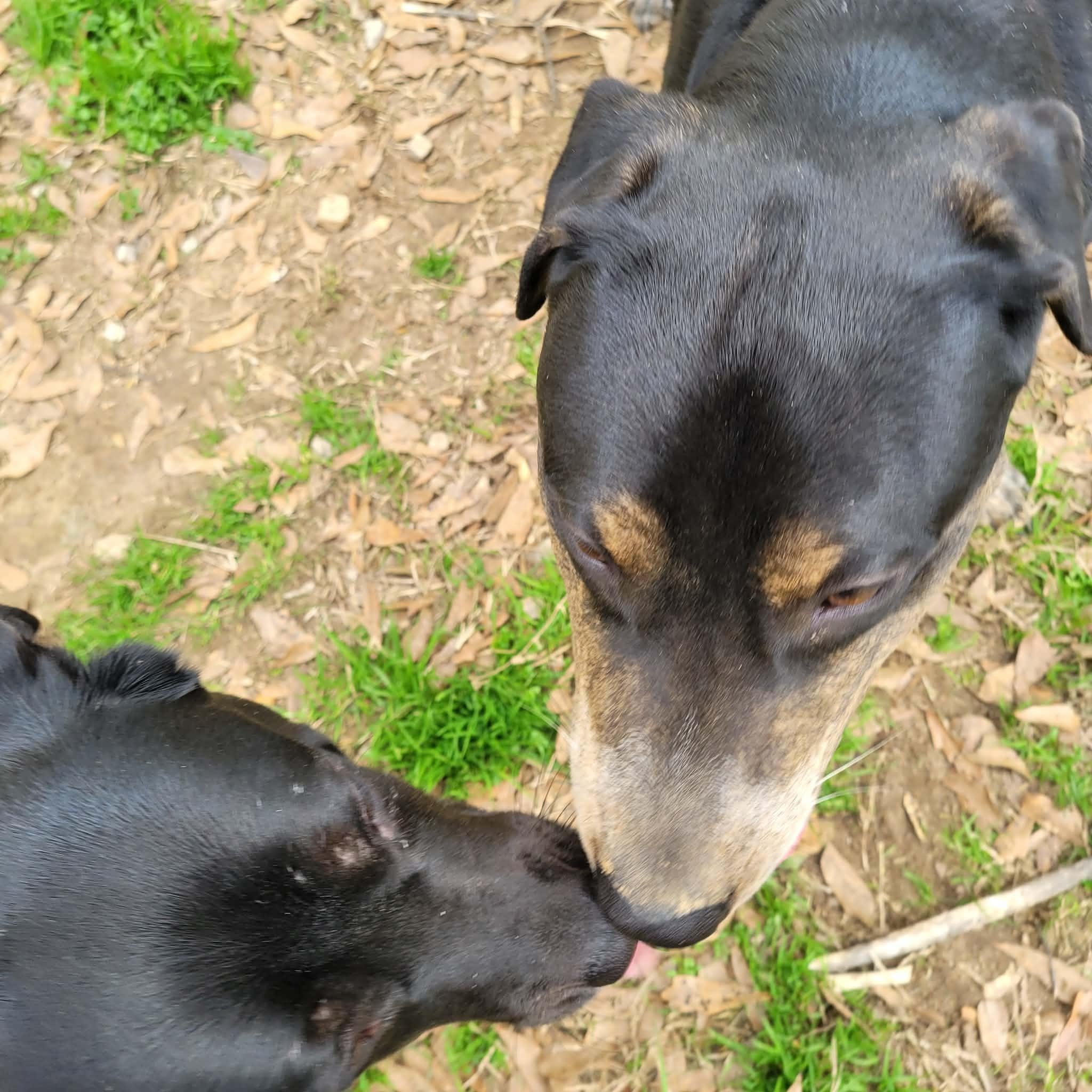 Enlarge Rooster, a ADOPTABLE mixed breed in Unionville, CT image 5/6