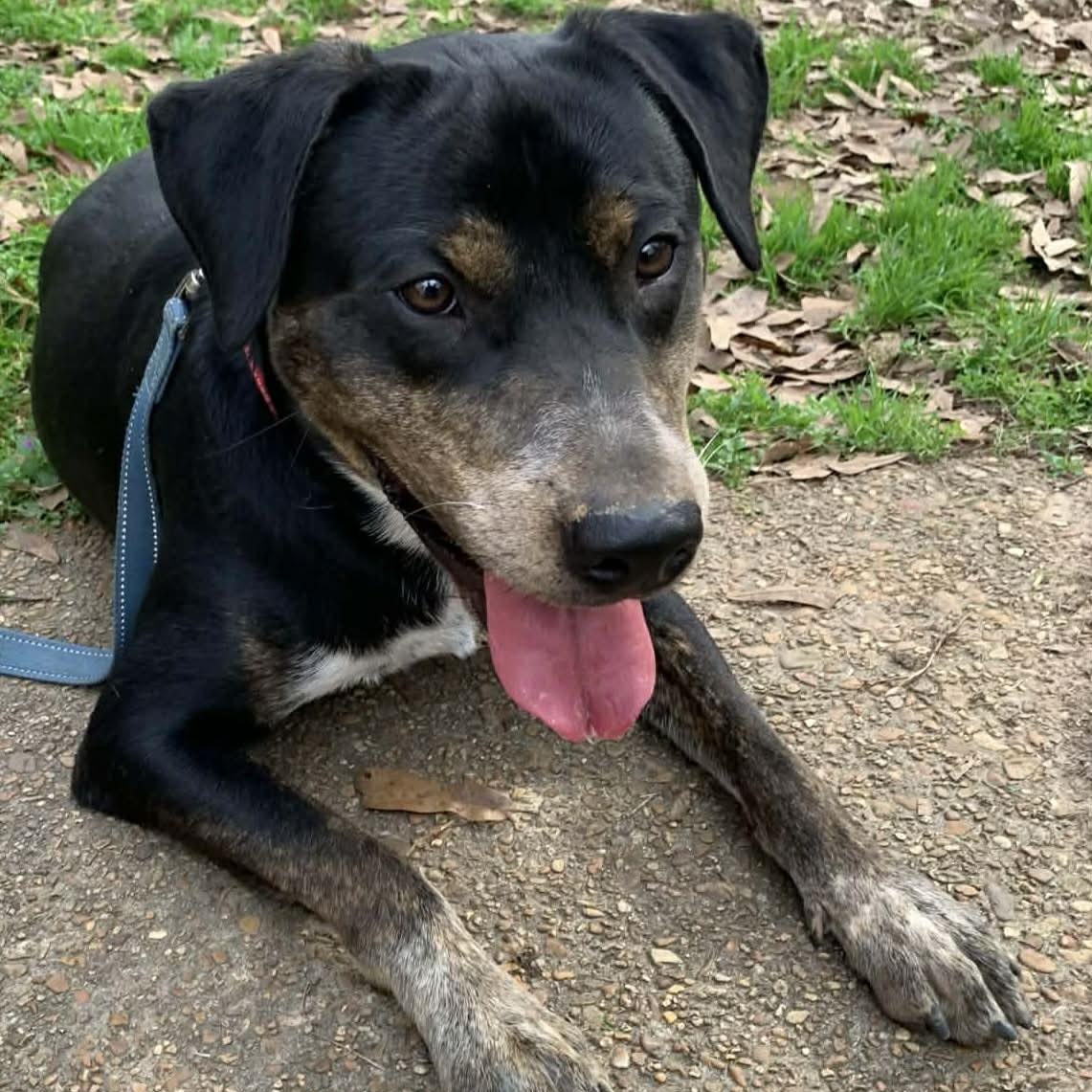 Enlarge Rooster, a ADOPTABLE mixed breed in Unionville, CT image 3/6