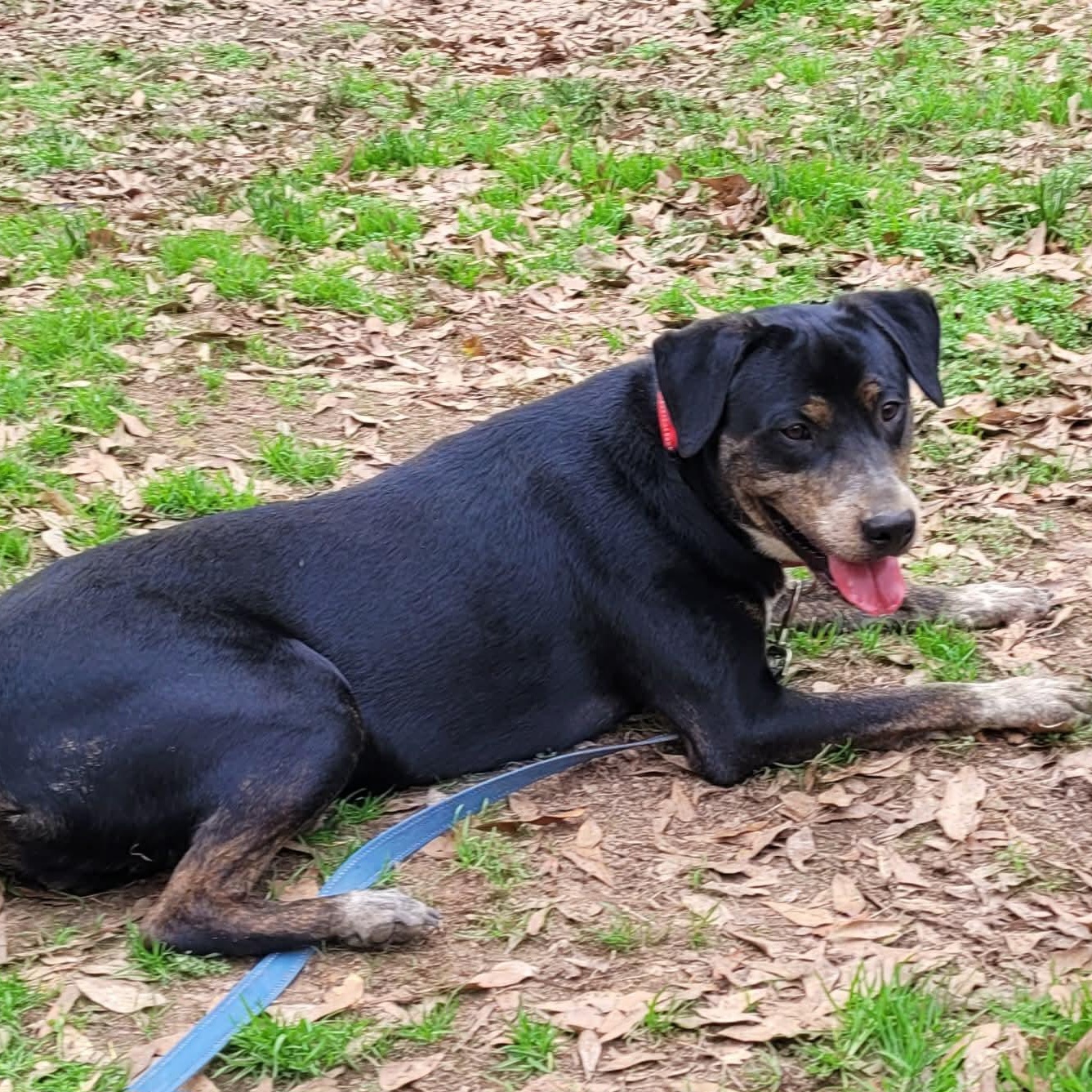 Rooster, ADOPTABLE, Young Male Plott Hound & Mountain Cur.
