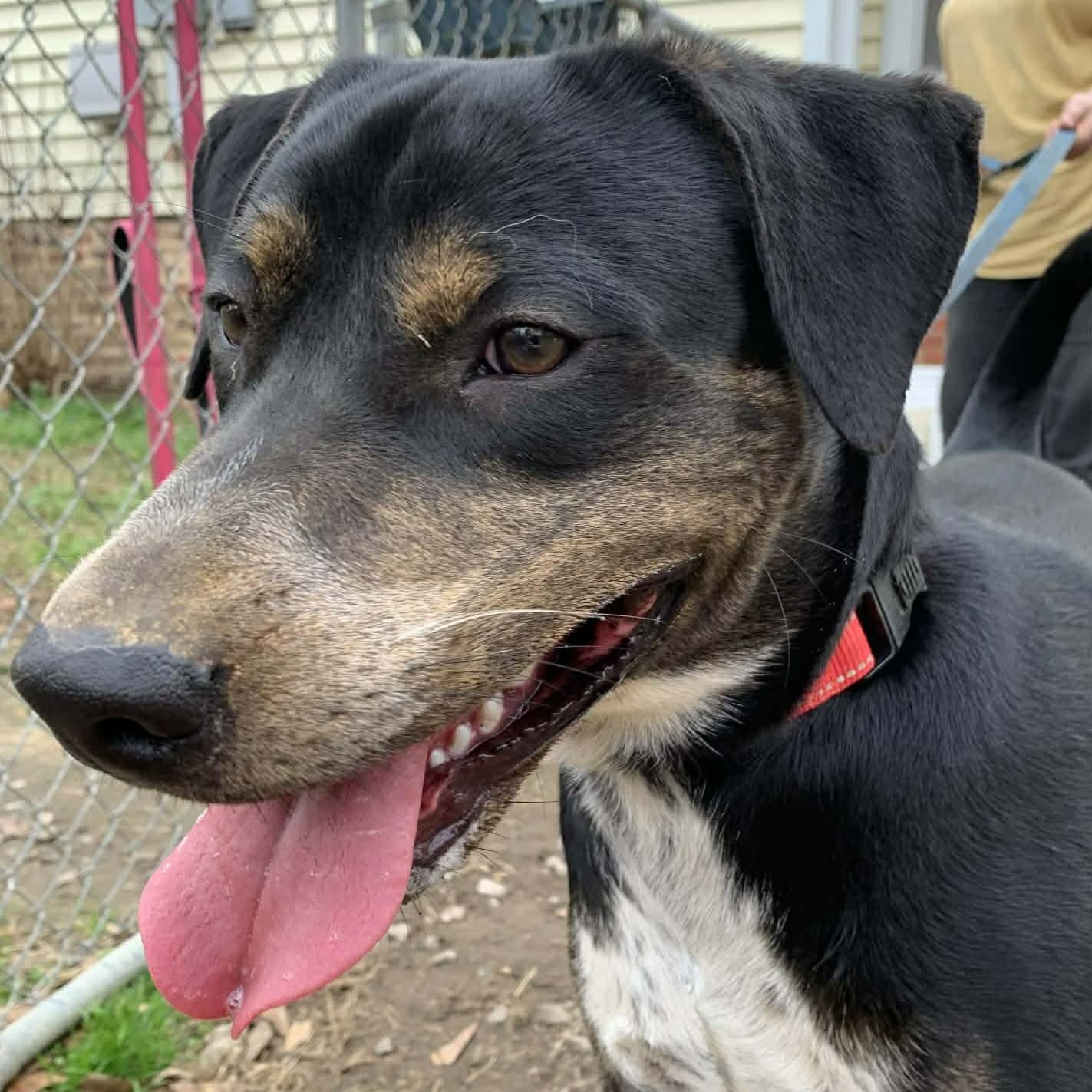 Enlarge Rooster, a ADOPTABLE mixed breed in Unionville, CT image 4/6