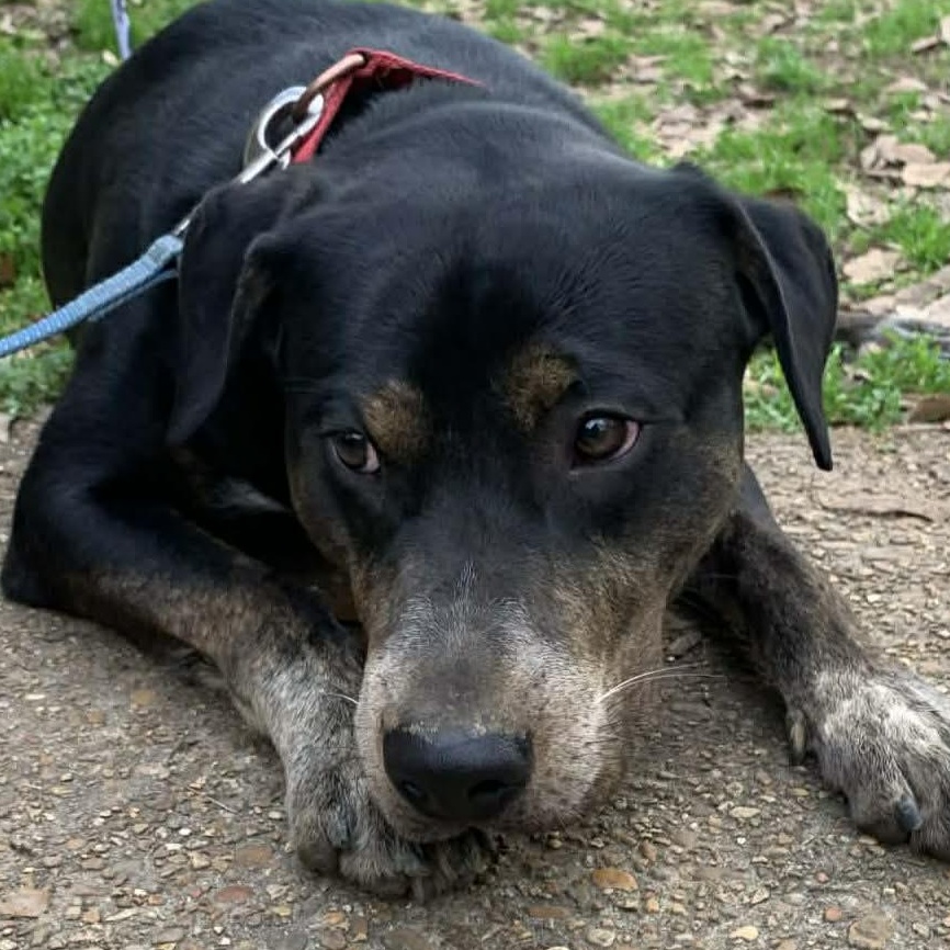 Enlarge Rooster, a ADOPTABLE mixed breed in Unionville, CT image 2/6