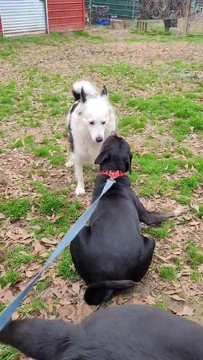 Enlarge Rooster, a ADOPTABLE mixed breed in Unionville, CT video 6/6