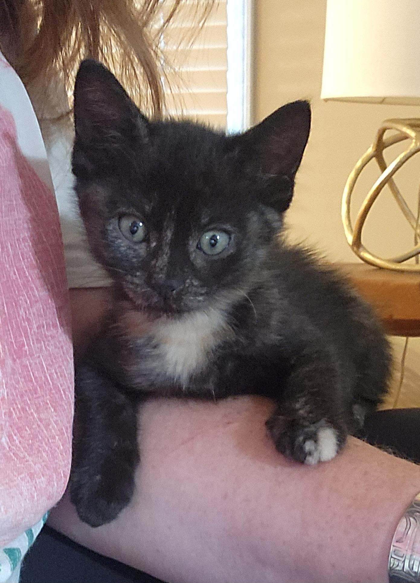 Enlarge Lennox, an adopted mixed breed in Omaha, NE image 5/5