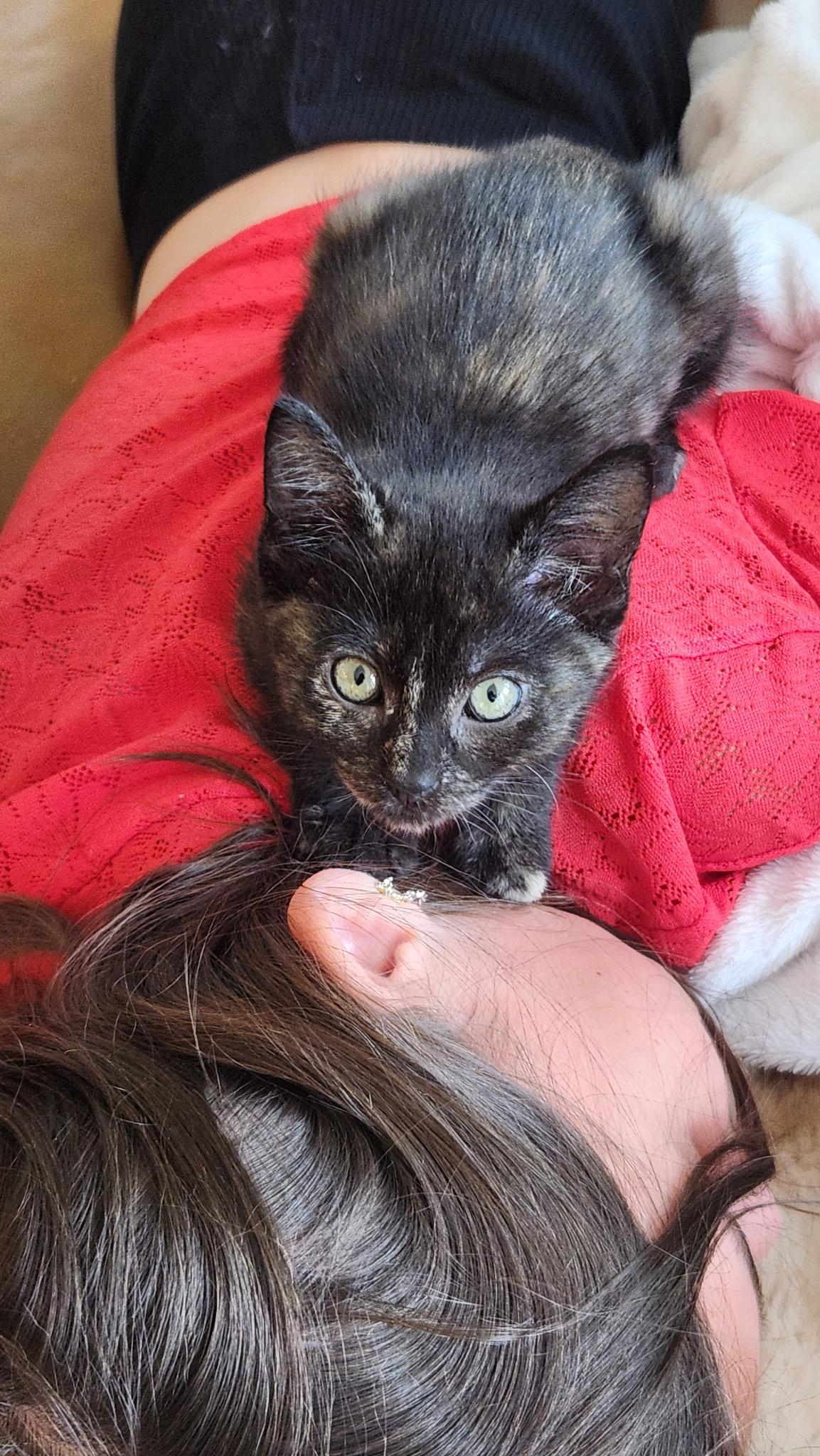 Enlarge Lennox, an adopted mixed breed in Omaha, NE image 3/5