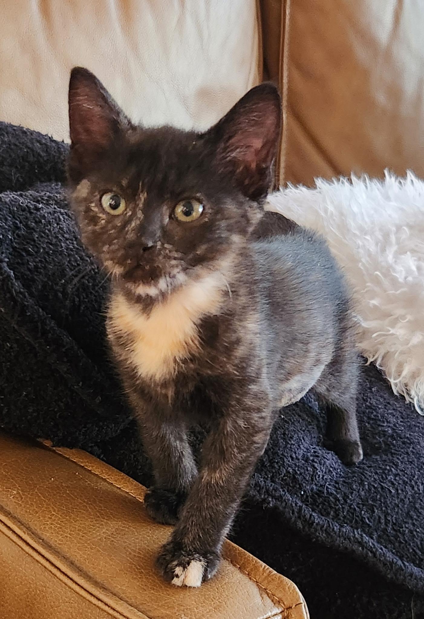 Enlarge Lennox, an adopted mixed breed in Omaha, NE image 2/5