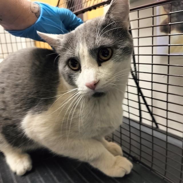 STICH, Adoptable, Young Male Domestic Short Hair.