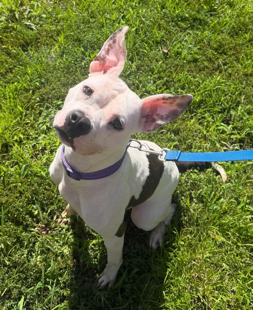 Tinkerbell, Adoptable, Young Female Mixed Breed.