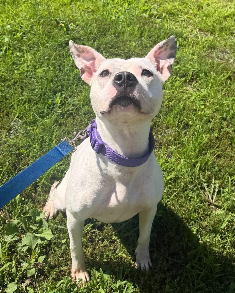 Tinkerbell, a Adoptable mixed breed in Hyde Park, NY image 2/3