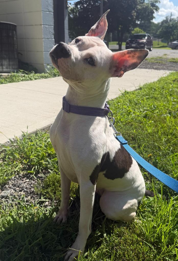 Tinkerbell, a Adoptable mixed breed in Hyde Park, NY image 3/3
