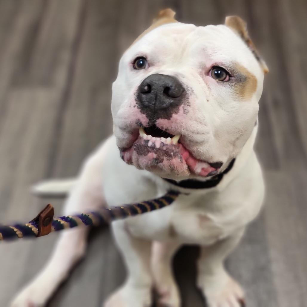 Dude, Adoptable, Adult Male Mixed Breed.