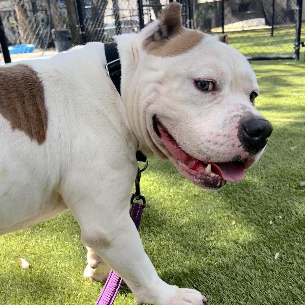 Enlarge Dude, a Adoptable Mixed Breed in Sarasota, FL image 4/6