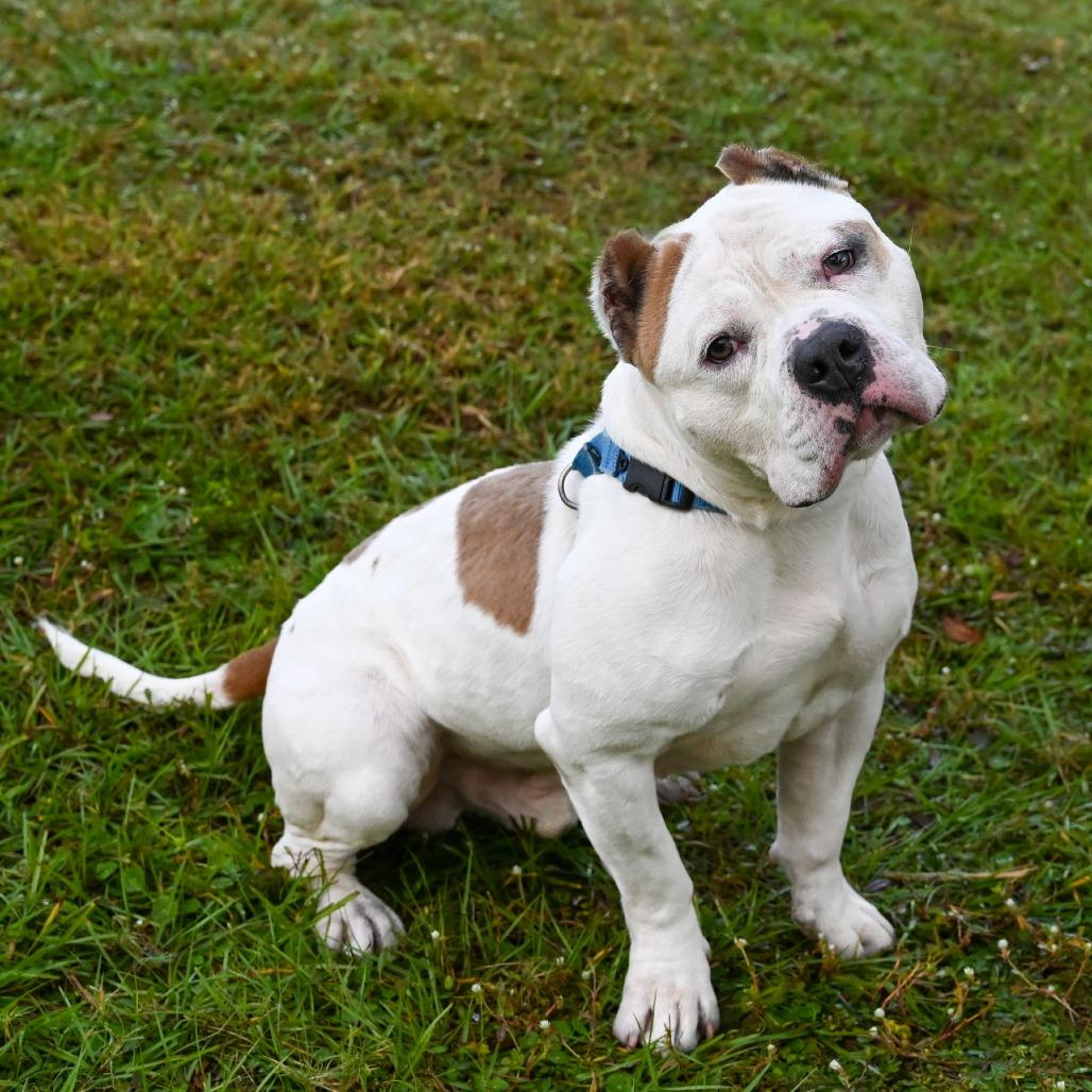 Enlarge Dude, a Adoptable Mixed Breed in Sarasota, FL image 5/6
