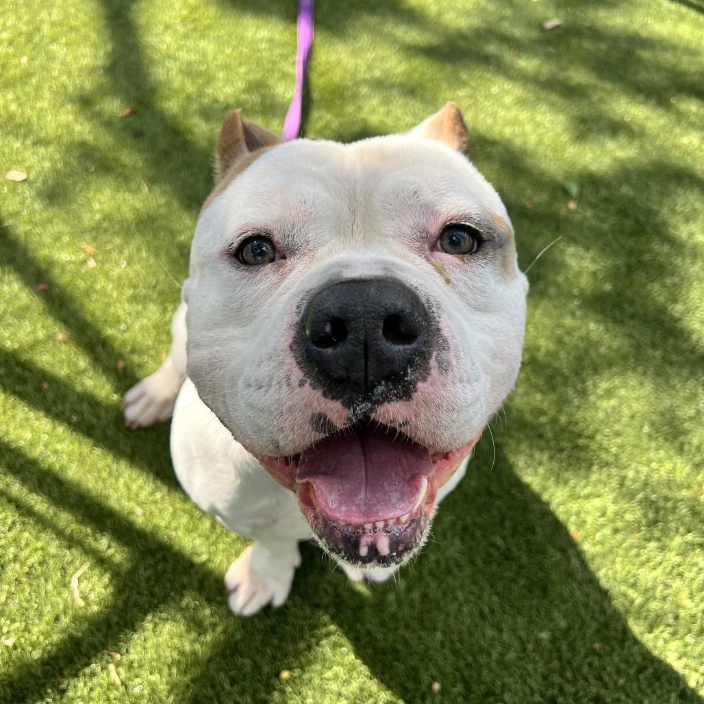 Enlarge Dude, a Adoptable Mixed Breed in Sarasota, FL image 6/6