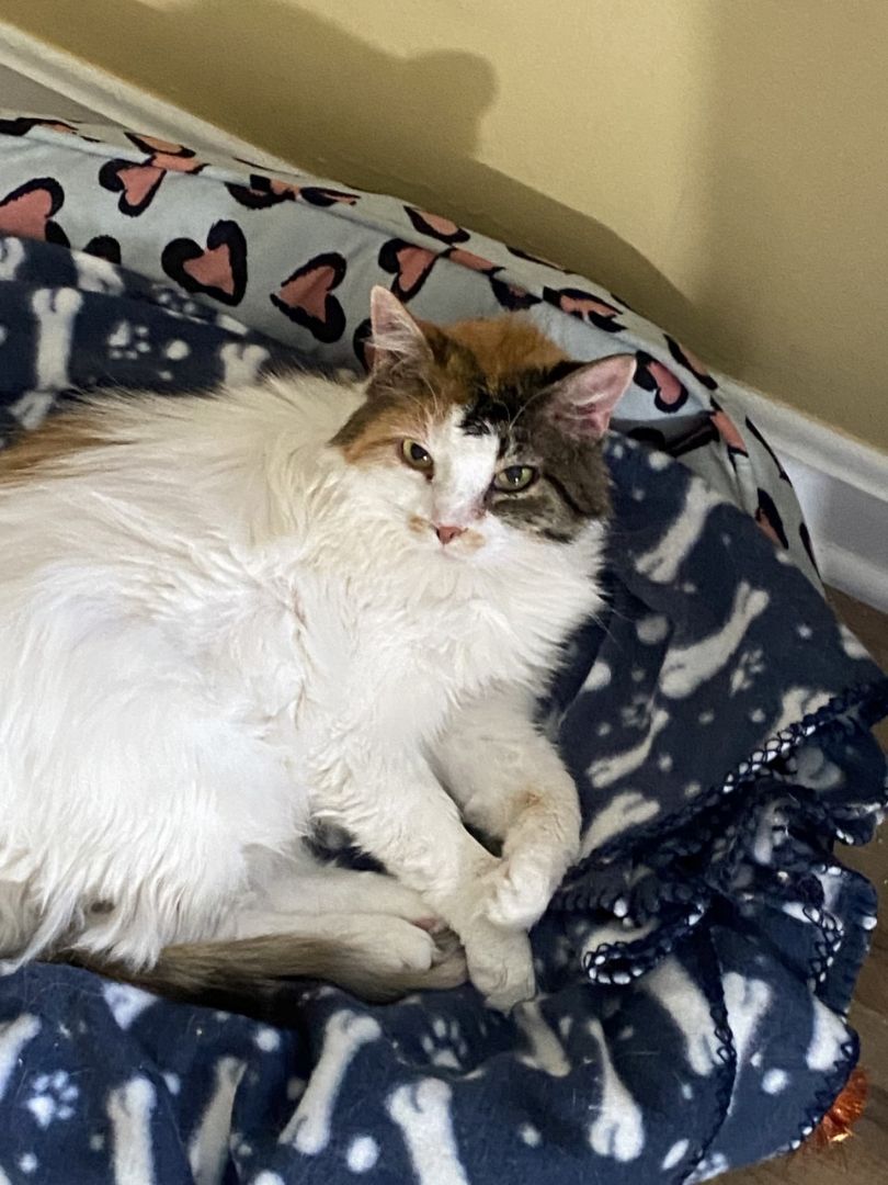 Reign, Adoptable, Adult Female Domestic Long Hair.