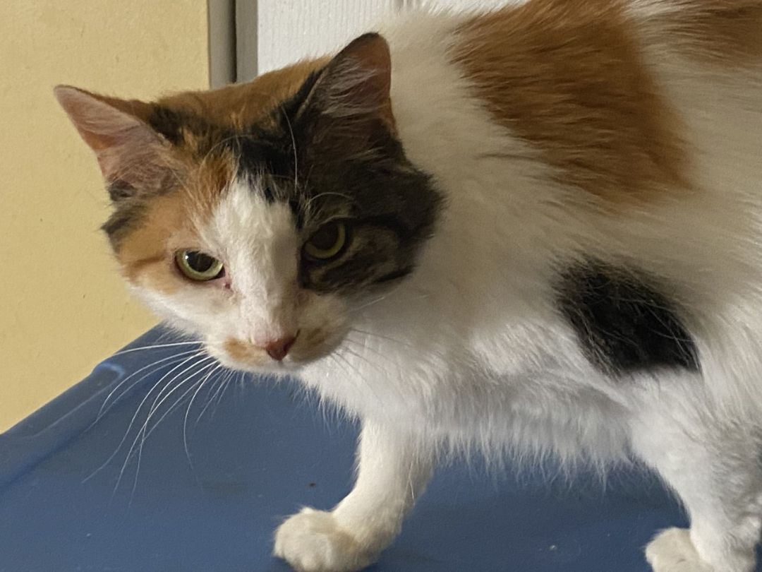 Enlarge Reign, a Adoptable Domestic Long Hair in Boiling Springs, PA image 2/6