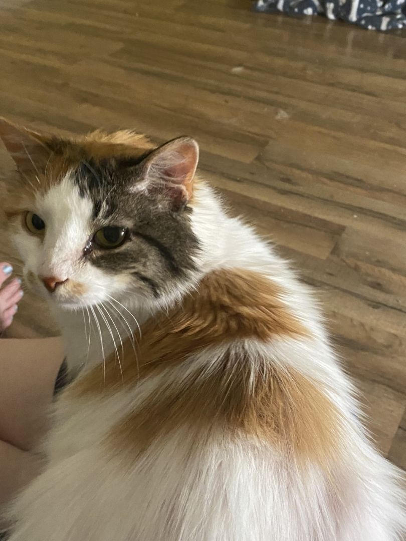 Enlarge Reign, a Adoptable Domestic Long Hair in Boiling Springs, PA image 3/6