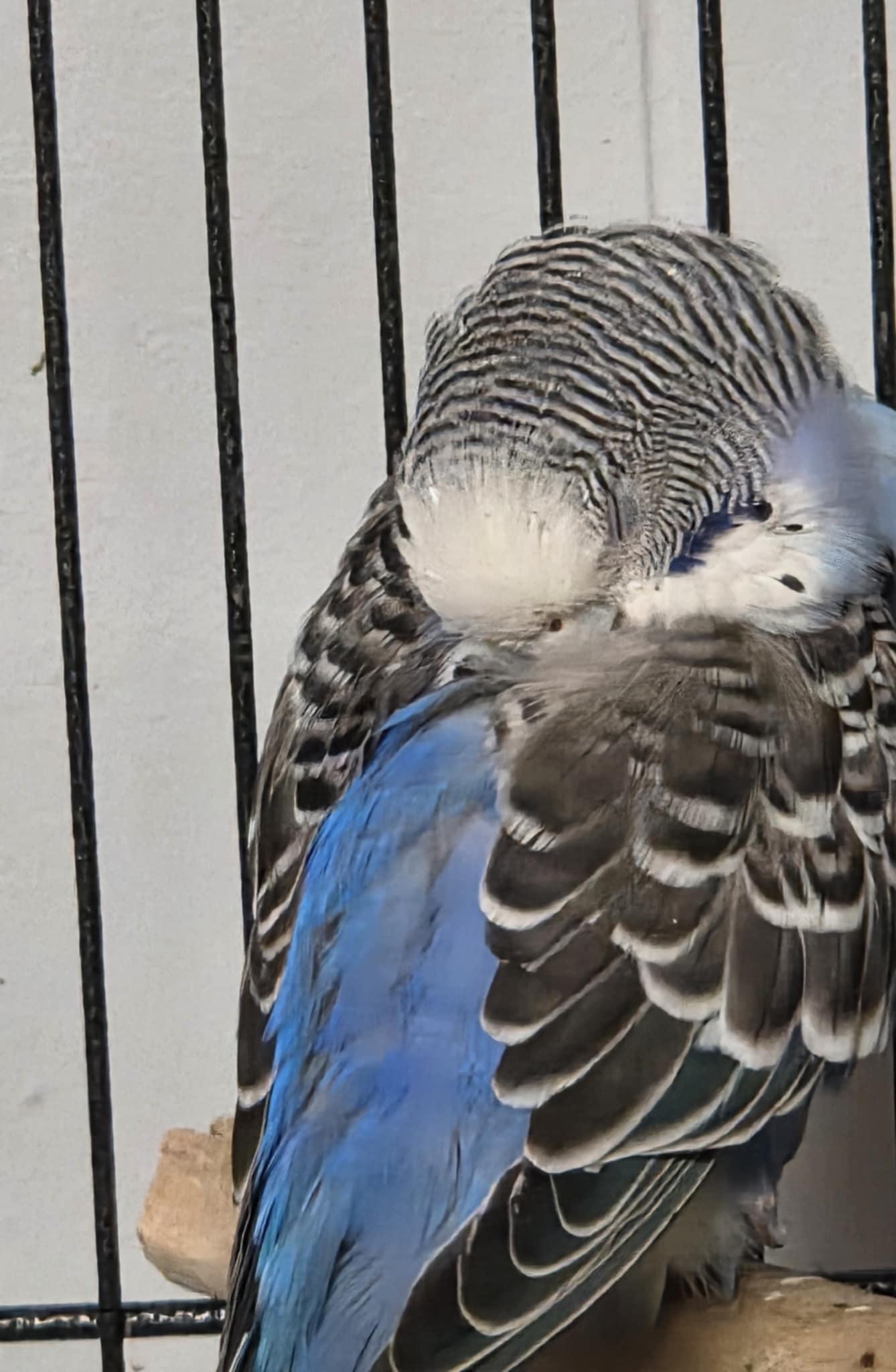 Snuffles, Adult Male unknown