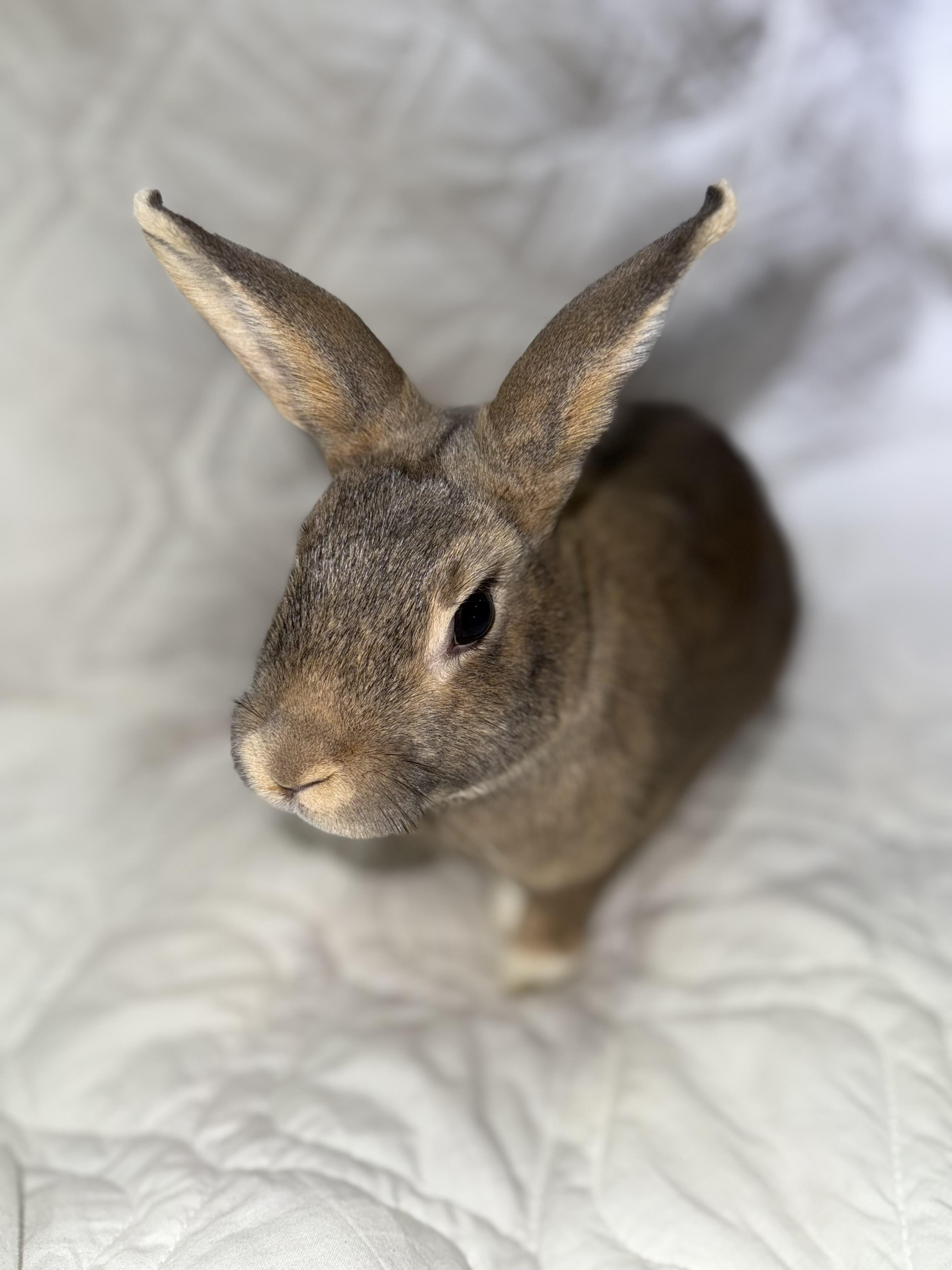 Enlarge Treasure , a ADOPTABLE New Zealand in St. Charles, MO image 1/6