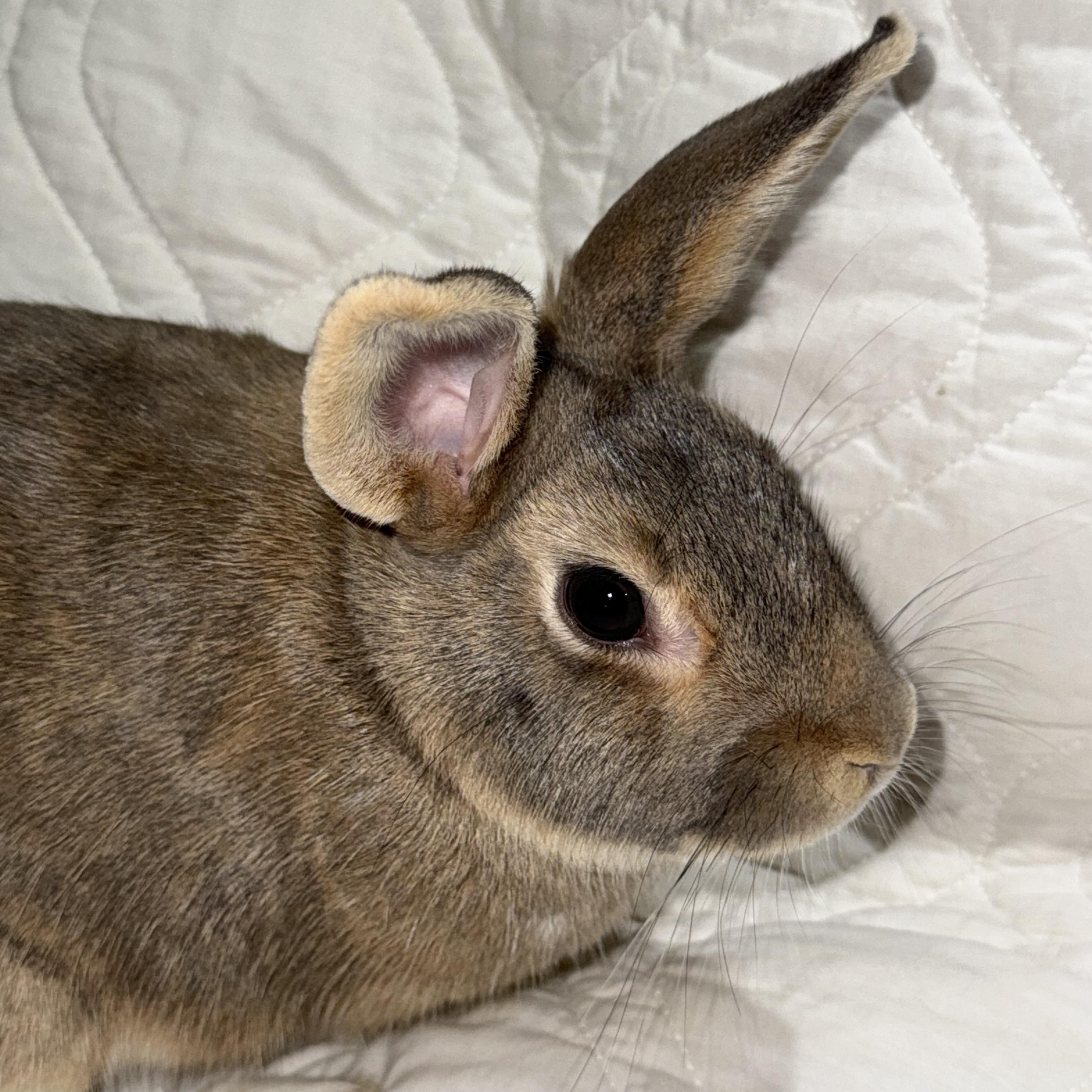 Enlarge Treasure , a ADOPTABLE New Zealand in St. Charles, MO image 3/6