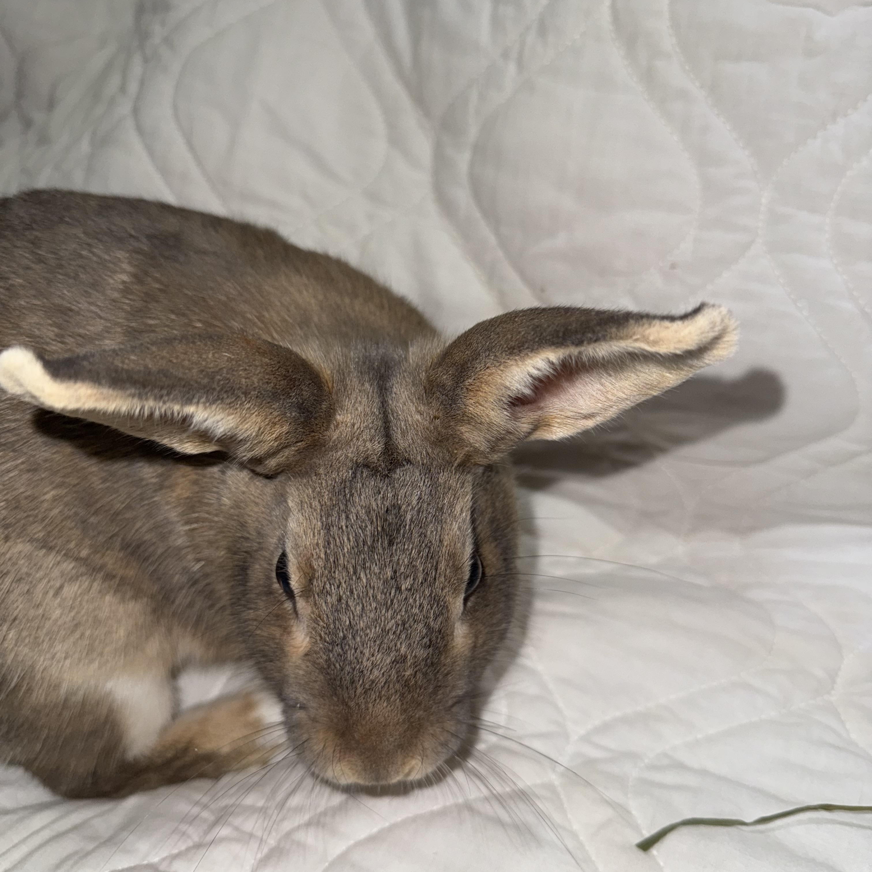 Enlarge Treasure , a ADOPTABLE New Zealand in St. Charles, MO image 2/6